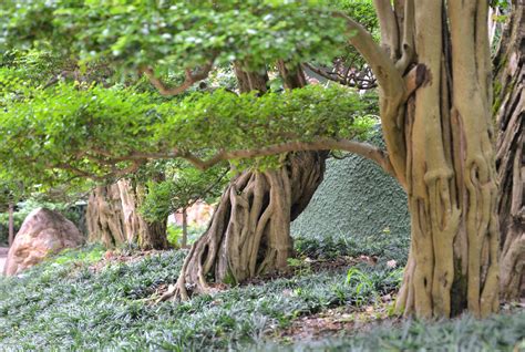 庭院樹木|庭木(植木)の代表種まとめ！どんな種類があるの？